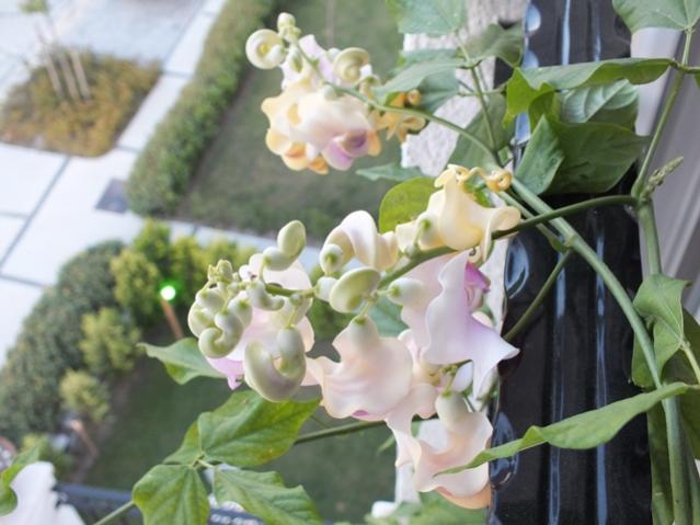 Name:  DSCF2311.jpg
Views: 453
Size:  43.0 KB