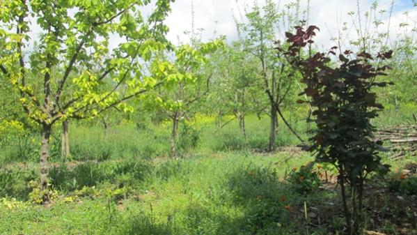 Name:  IMG_0580.jpg
Views: 1750
Size:  52.1 KB