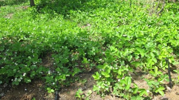 Name:  IMG_0579.jpg
Views: 1793
Size:  59.3 KB