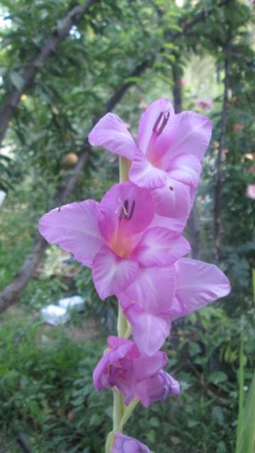 Name:  IMG_1368.jpg
Views: 1735
Size:  33.3 KB