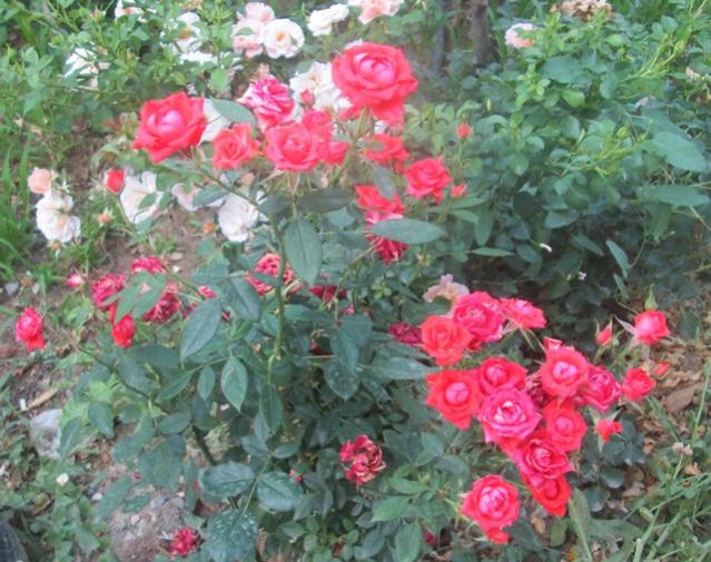 Name:  IMG_1340.jpg
Views: 1741
Size:  67.0 KB