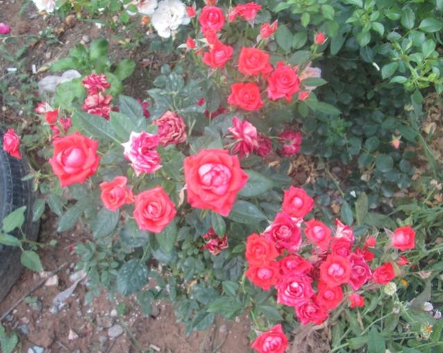Name:  IMG_1341.jpg
Views: 1715
Size:  62.6 KB