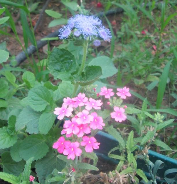 Name:  IMG_1346.jpg
Views: 1775
Size:  57.0 KB