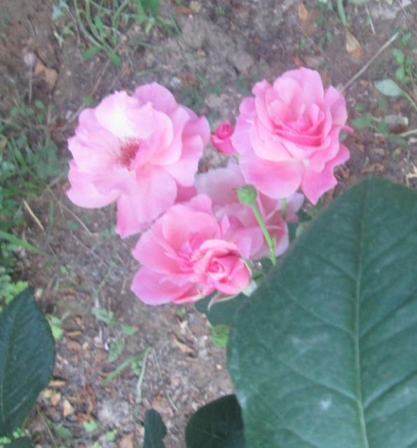 Name:  IMG_1351.jpg
Views: 1782
Size:  46.4 KB