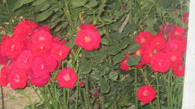 Name:  IMG_1352.jpg
Views: 1809
Size:  40.3 KB