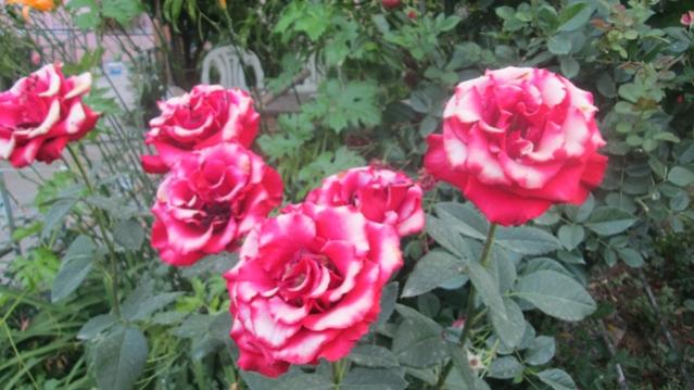 Name:  IMG_1354.jpg
Views: 1718
Size:  44.0 KB