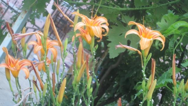 Name:  IMG_1355.jpg
Views: 1741
Size:  41.1 KB