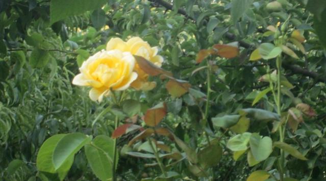 Name:  IMG_1358.jpg
Views: 1693
Size:  37.8 KB