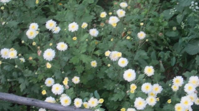 Name:  IMG_1359.jpg
Views: 1724
Size:  39.2 KB