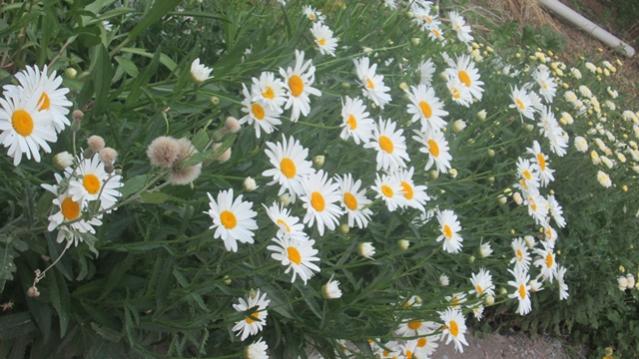Name:  IMG_1360.jpg
Views: 1732
Size:  49.4 KB
