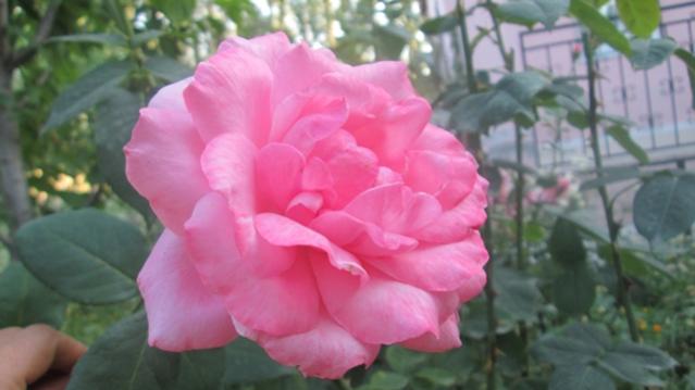 Name:  IMG_1374.jpg
Views: 1799
Size:  28.7 KB