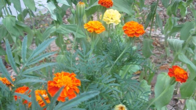 Name:  IMG_1375.jpg
Views: 1731
Size:  40.6 KB