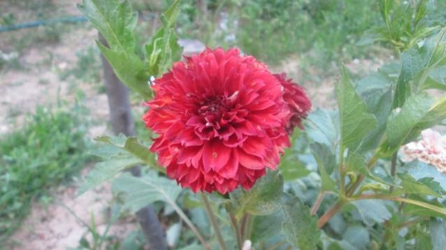 Name:  IMG_1383.jpg
Views: 1638
Size:  34.4 KB