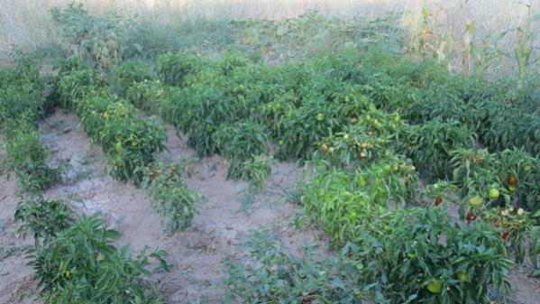 Name:  IMG_2004.jpg
Views: 1654
Size:  44.9 KB