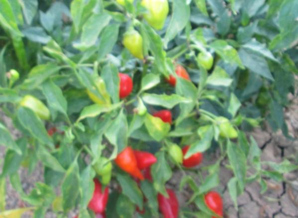 Name:  IMG_2011.jpg
Views: 1658
Size:  35.6 KB
