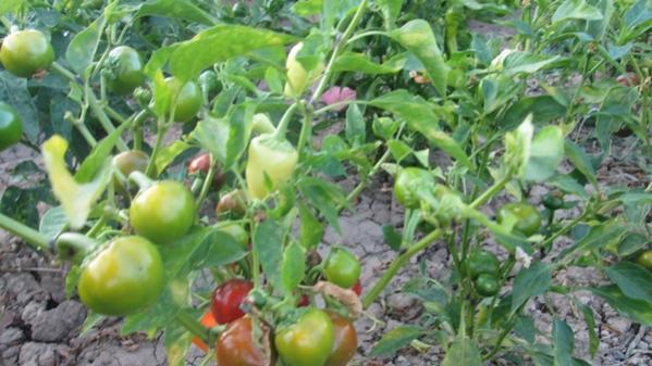 Name:  IMG_2013.jpg
Views: 1647
Size:  44.0 KB