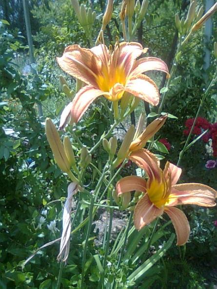 Name:  Grnt0020.jpg
Views: 1671
Size:  65.4 KB