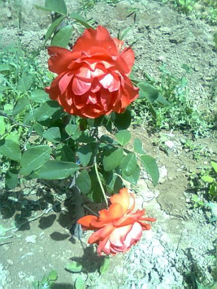 Name:  Grnt0022.jpg
Views: 1700
Size:  66.6 KB