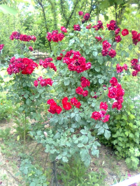 Name:  Grnt0642.jpg
Views: 1675
Size:  79.4 KB