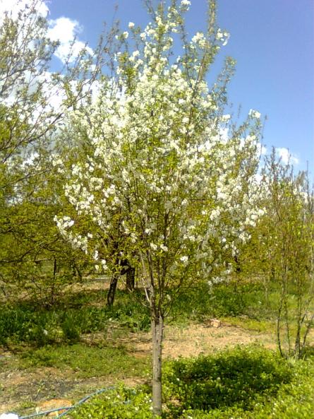 Name:  Grnt0627.jpg
Views: 1694
Size:  78.4 KB
