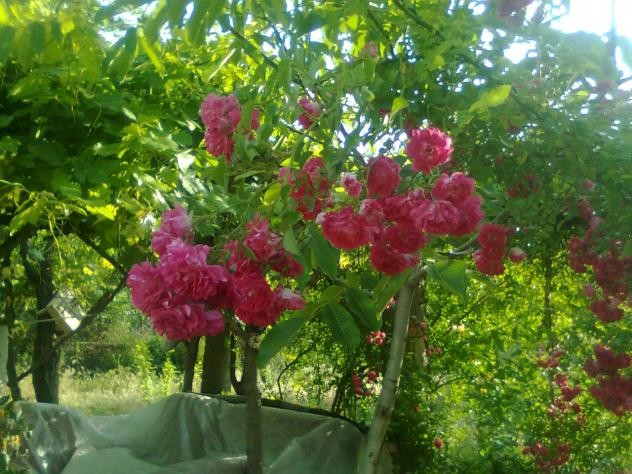 Name:  Grnt0648.jpg
Views: 1652
Size:  70.5 KB