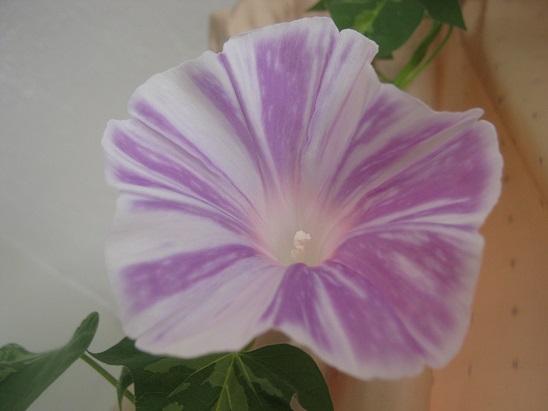 Name:  sabah s..jpg
Views: 1182
Size:  69.6 KB