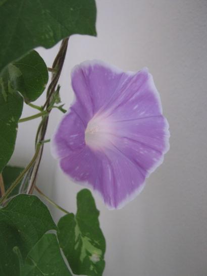 Name:  sabah sefas1.jpg
Views: 1155
Size:  18.4 KB