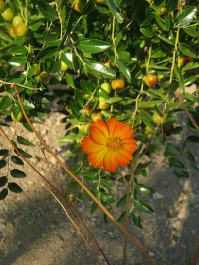 Name:  hnnap-cosmos.jpg
Views: 1299
Size:  44.9 KB