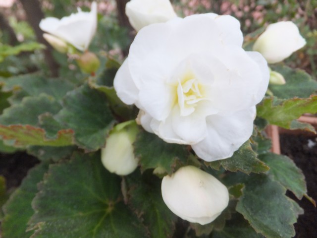 Name:  DSCF9436.jpg
Views: 215
Size:  60.2 KB