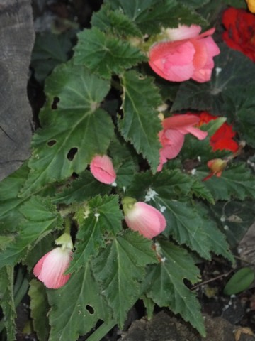 Name:  DSCF9539.jpg
Views: 195
Size:  54.9 KB