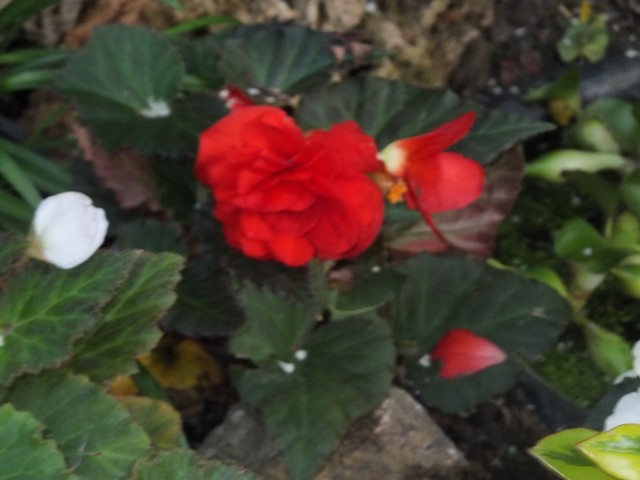 Name:  DSCF9540.jpg
Views: 203
Size:  63.1 KB