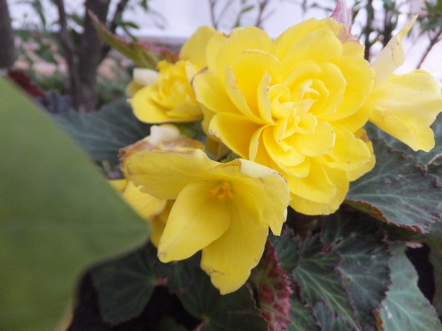 Name:  DSCF9442.jpg
Views: 212
Size:  65.1 KB