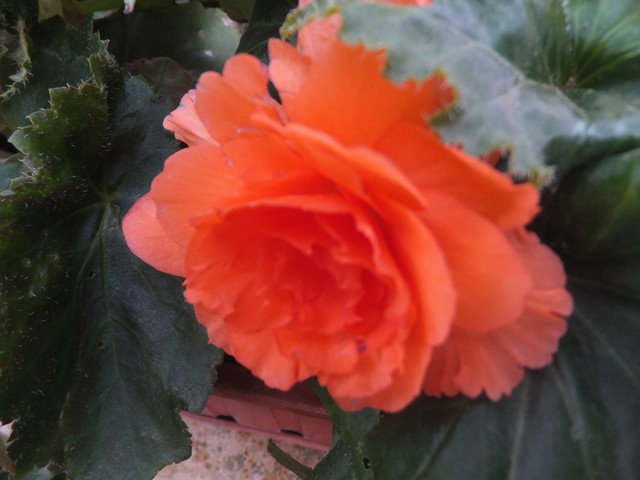 Name:  DSCF9448.jpg
Views: 206
Size:  64.9 KB