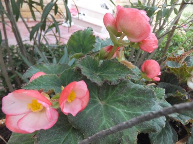 Name:  DSCF9449.jpg
Views: 221
Size:  48.6 KB