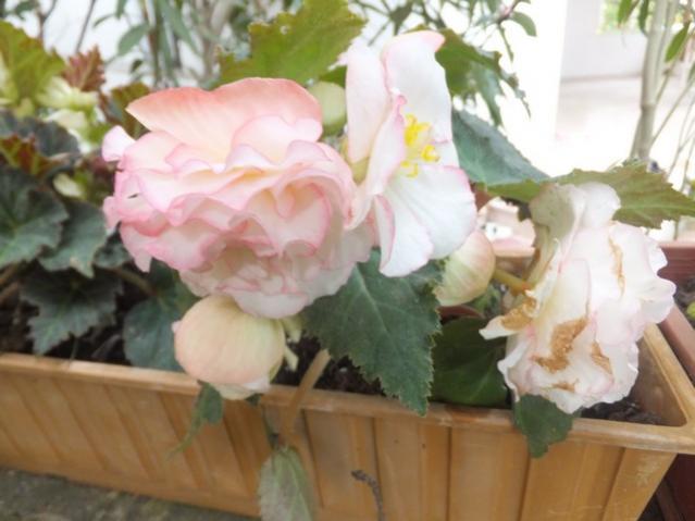 Name:  DSCF9453.jpg
Views: 187
Size:  36.8 KB