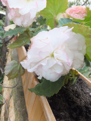 Name:  DSCF9454.jpg
Views: 181
Size:  52.7 KB