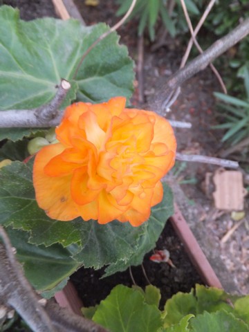 Name:  DSCF9456.jpg
Views: 200
Size:  52.5 KB