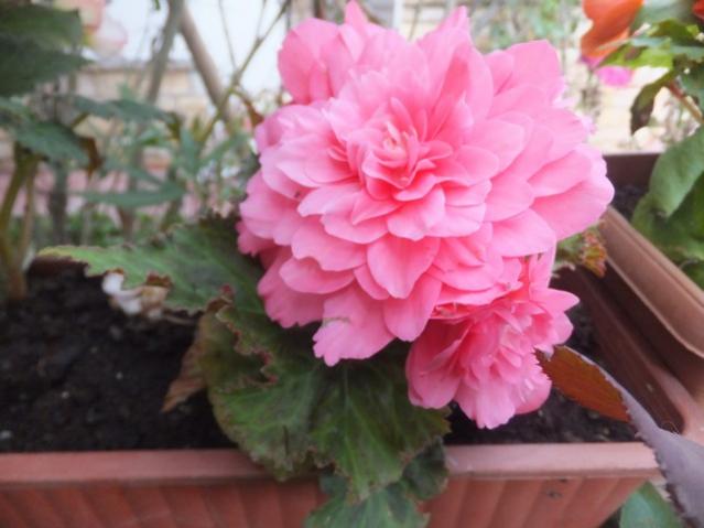 Name:  DSCF9462.jpg
Views: 175
Size:  36.6 KB