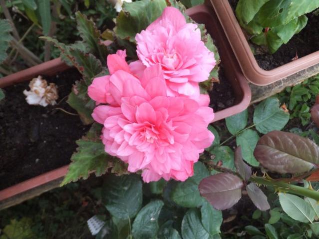 Name:  DSCF9463.jpg
Views: 191
Size:  46.6 KB