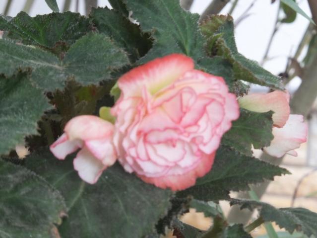 Name:  DSCF9467.jpg
Views: 177
Size:  37.0 KB