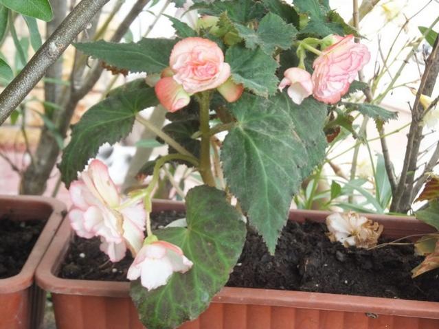 Name:  DSCF9469.jpg
Views: 175
Size:  52.4 KB