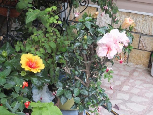 Name:  DSCF9499.jpg
Views: 298
Size:  58.5 KB