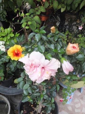 Name:  DSCF9504.jpg
Views: 293
Size:  35.2 KB