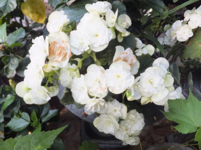 Name:  DSCF9505.jpg
Views: 287
Size:  45.0 KB