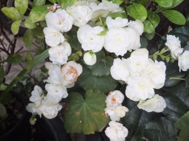 Name:  DSCF9506.jpg
Views: 299
Size:  41.6 KB
