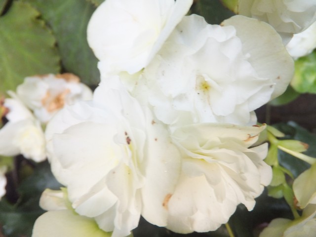 Name:  DSCF9507.jpg
Views: 274
Size:  53.6 KB