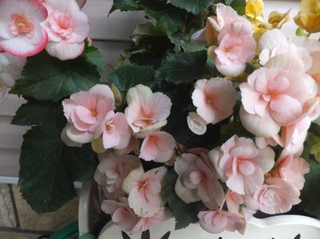 Name:  DSCF9509.jpg
Views: 271
Size:  40.4 KB