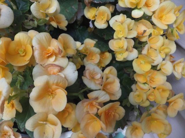 Name:  DSCF9510.jpg
Views: 257
Size:  45.9 KB