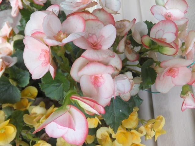 Name:  DSCF9511.jpg
Views: 295
Size:  42.0 KB