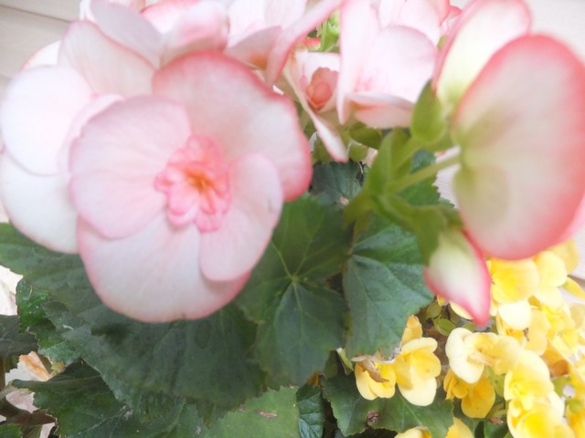Name:  DSCF9512.jpg
Views: 309
Size:  64.3 KB